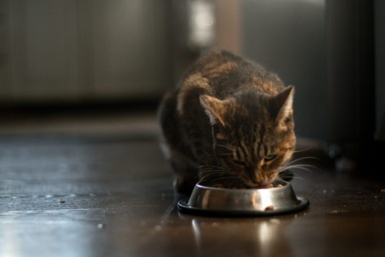 Où acheter des aliments crus pour chats ?
